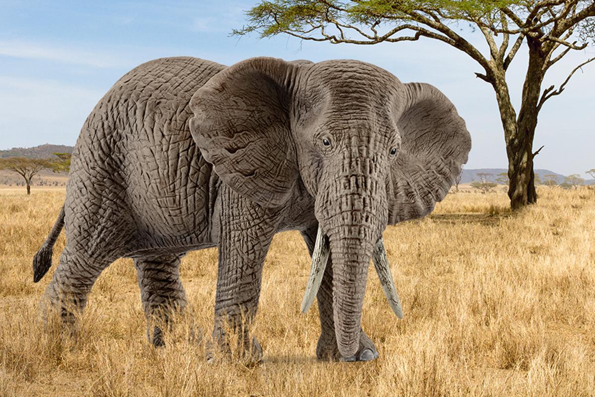 Afrikanische Elefantenkuh - Image 2