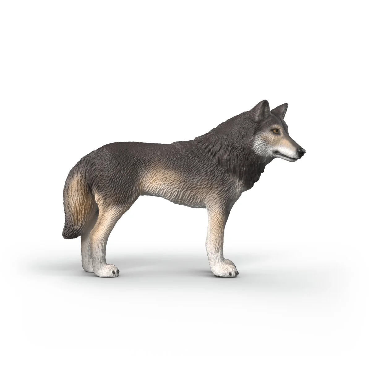 Amerikanischer Wolf - Image 3