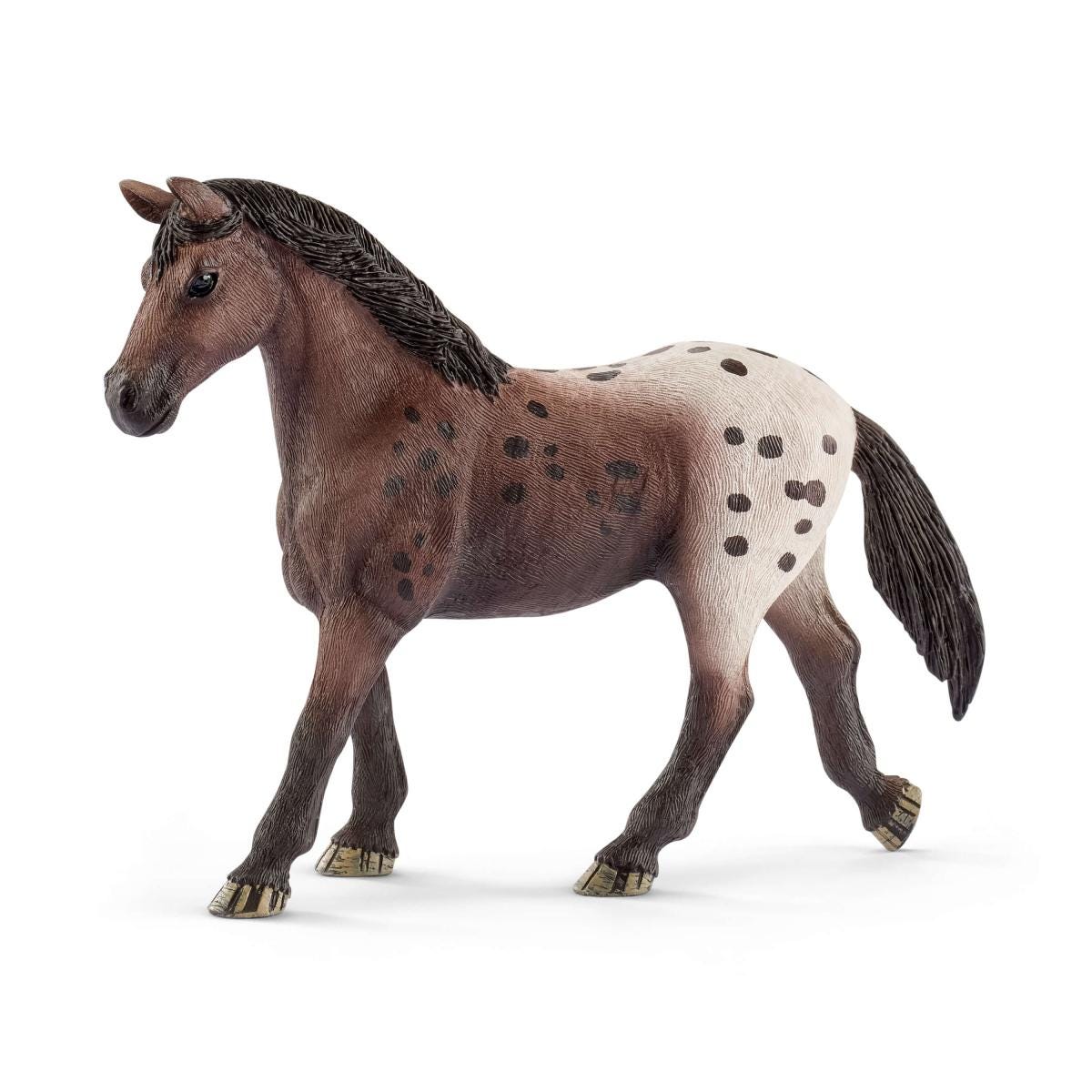 Appaloosa Stute