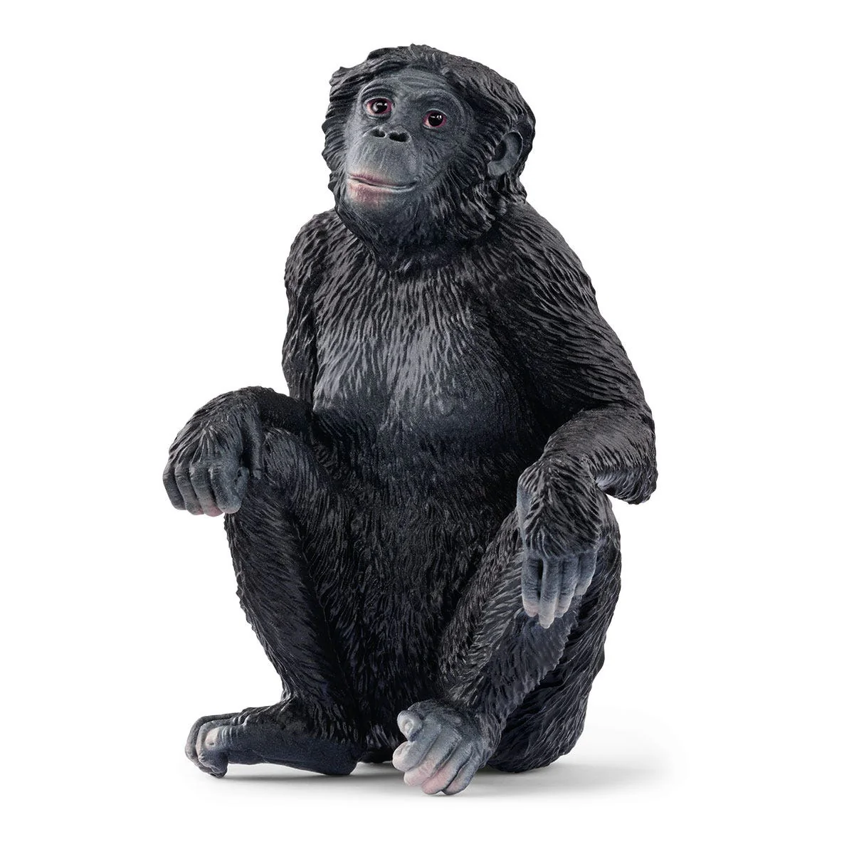 Bonobo Weibchen (bundle)