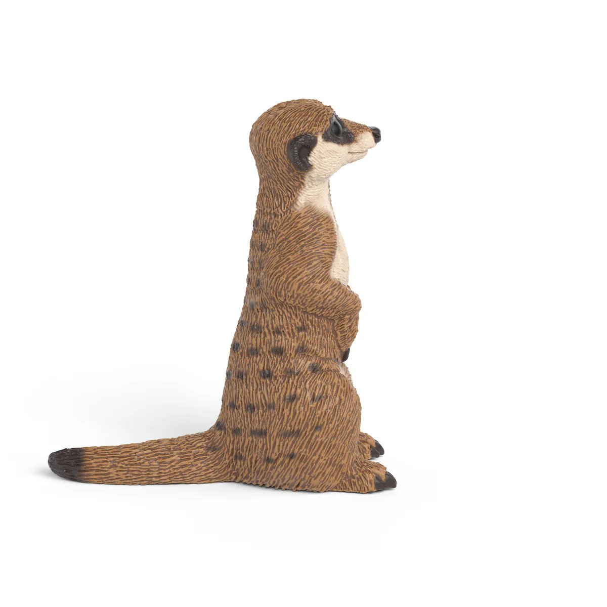Erdmännchen - Image 3