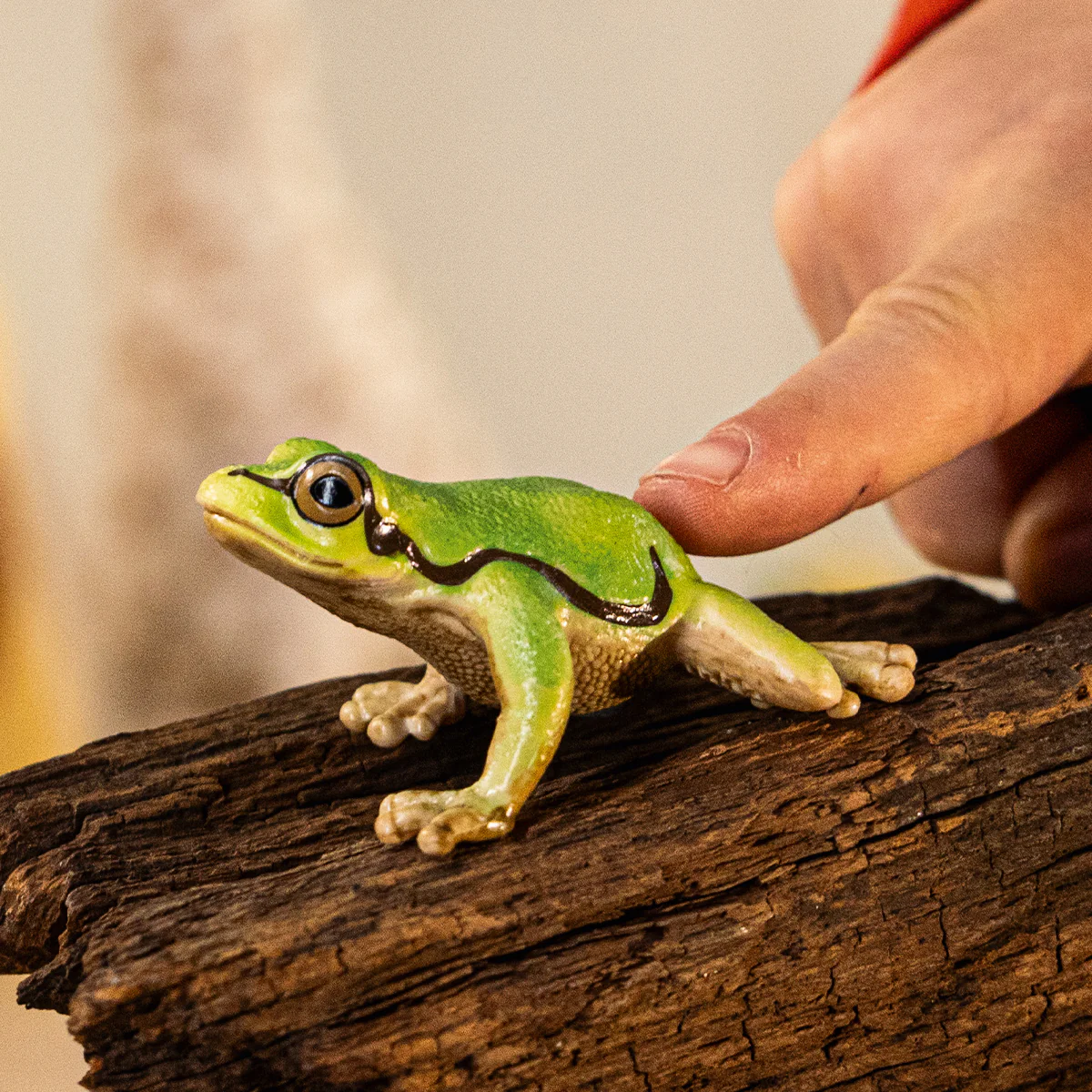 Europäischer Laubfrosch - Image 2