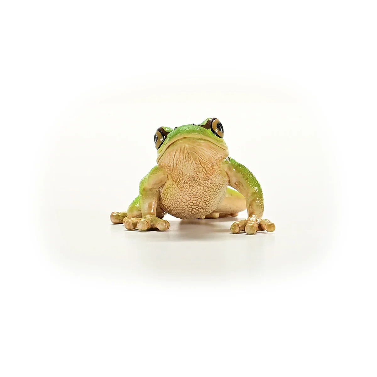 Europäischer Laubfrosch - Image 4