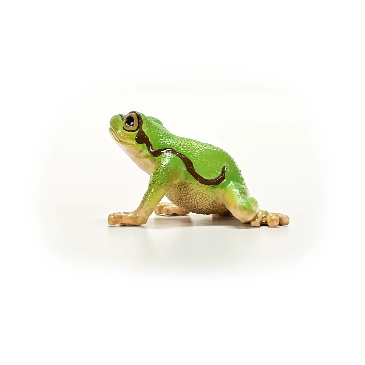 Europäischer Laubfrosch - Image 5