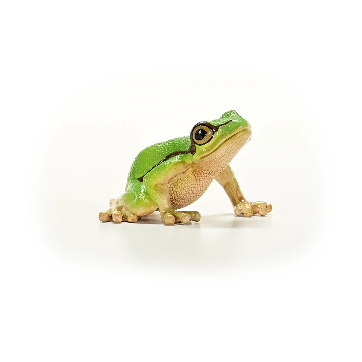 Europäischer Laubfrosch - Image 6