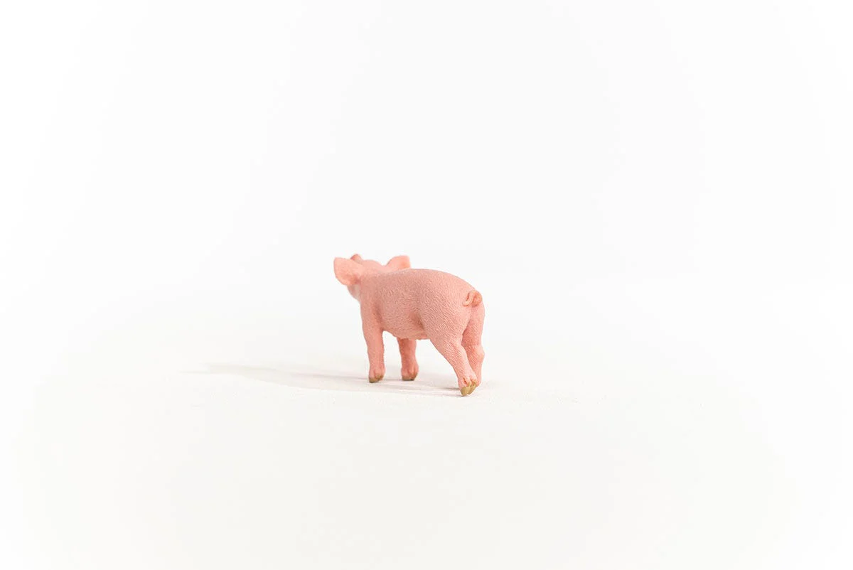 Ferkel - Image 3
