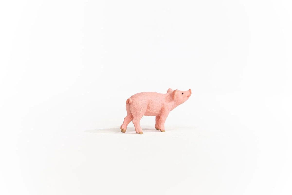 Ferkel - Image 4