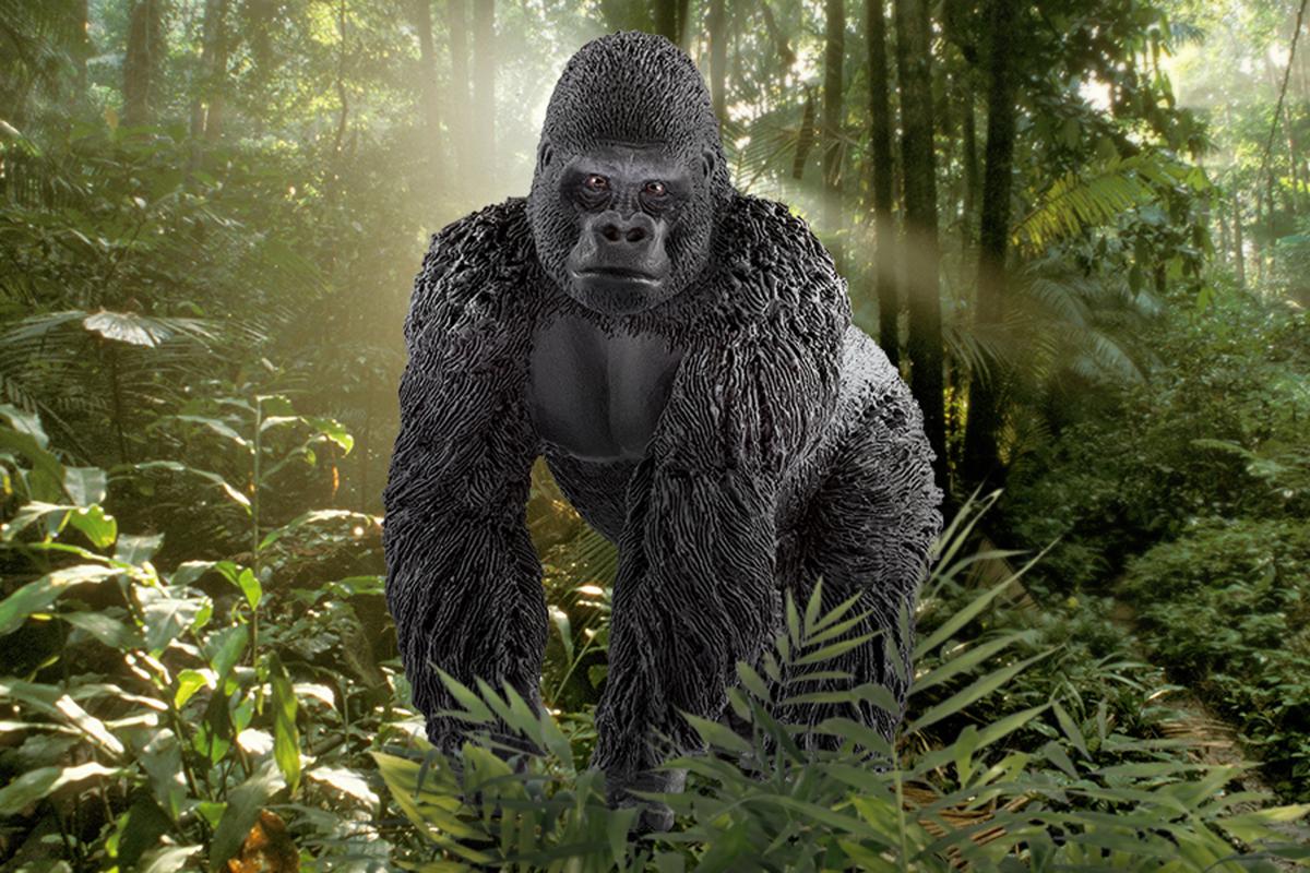 Gorilla Männchen - Image 5