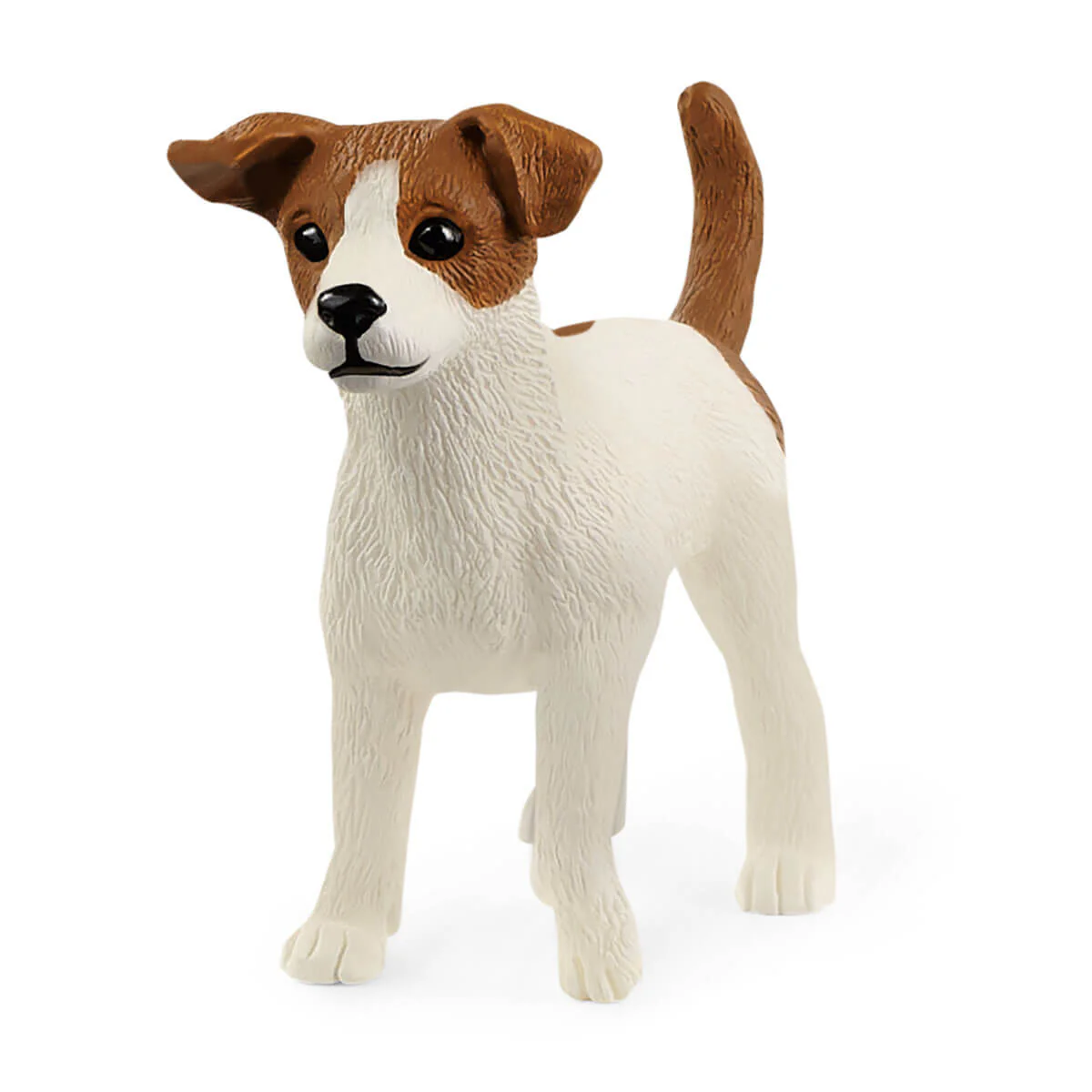 Jack Russel Terrier