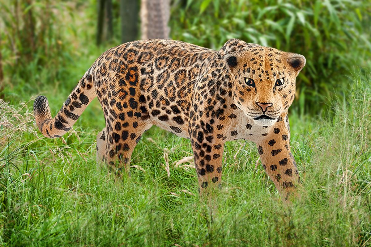 Jaguar - Image 2