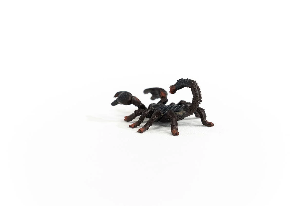 Kaiserskorpion - Image 4