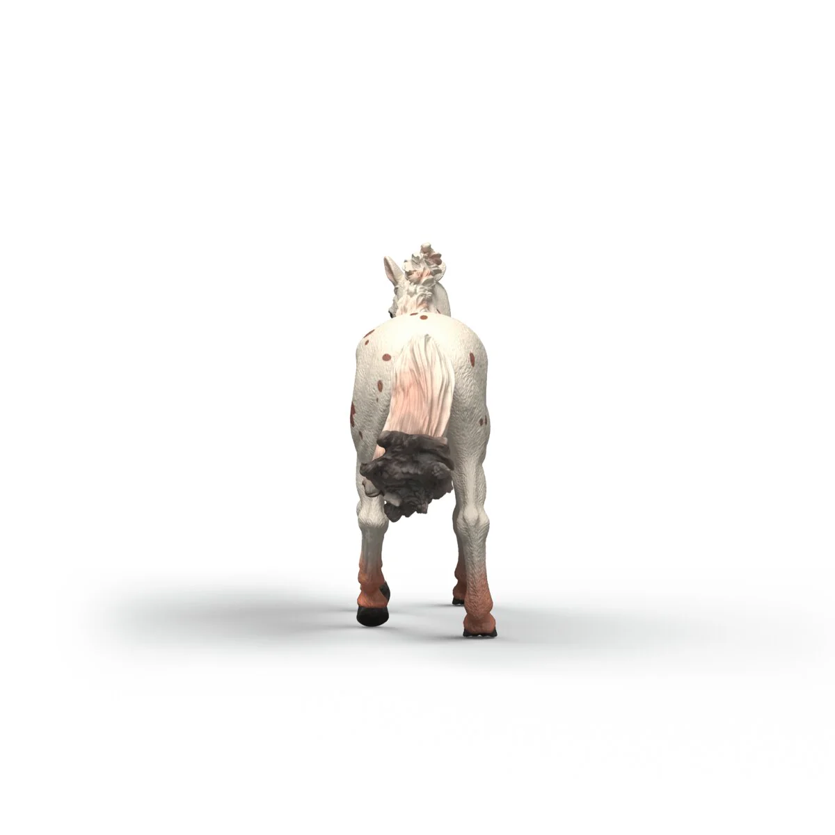 Knabstrupper Stute - Image 5