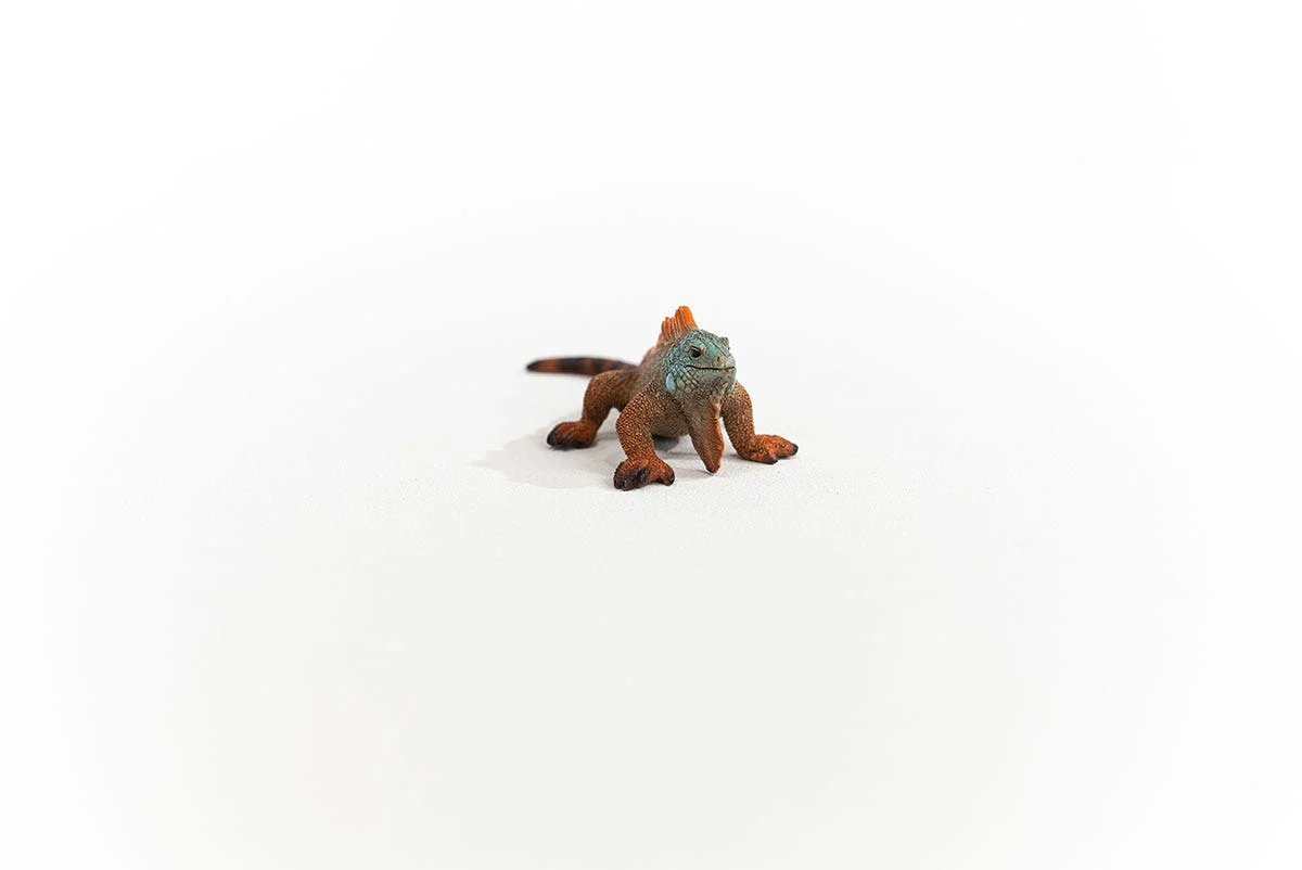Leguan - Image 2