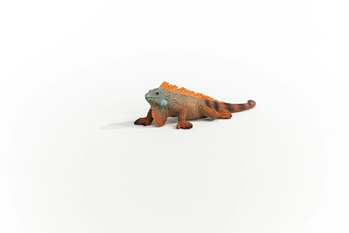 Leguan - Image 3