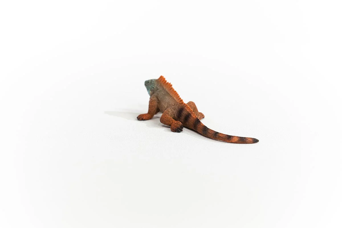 Leguan - Image 4