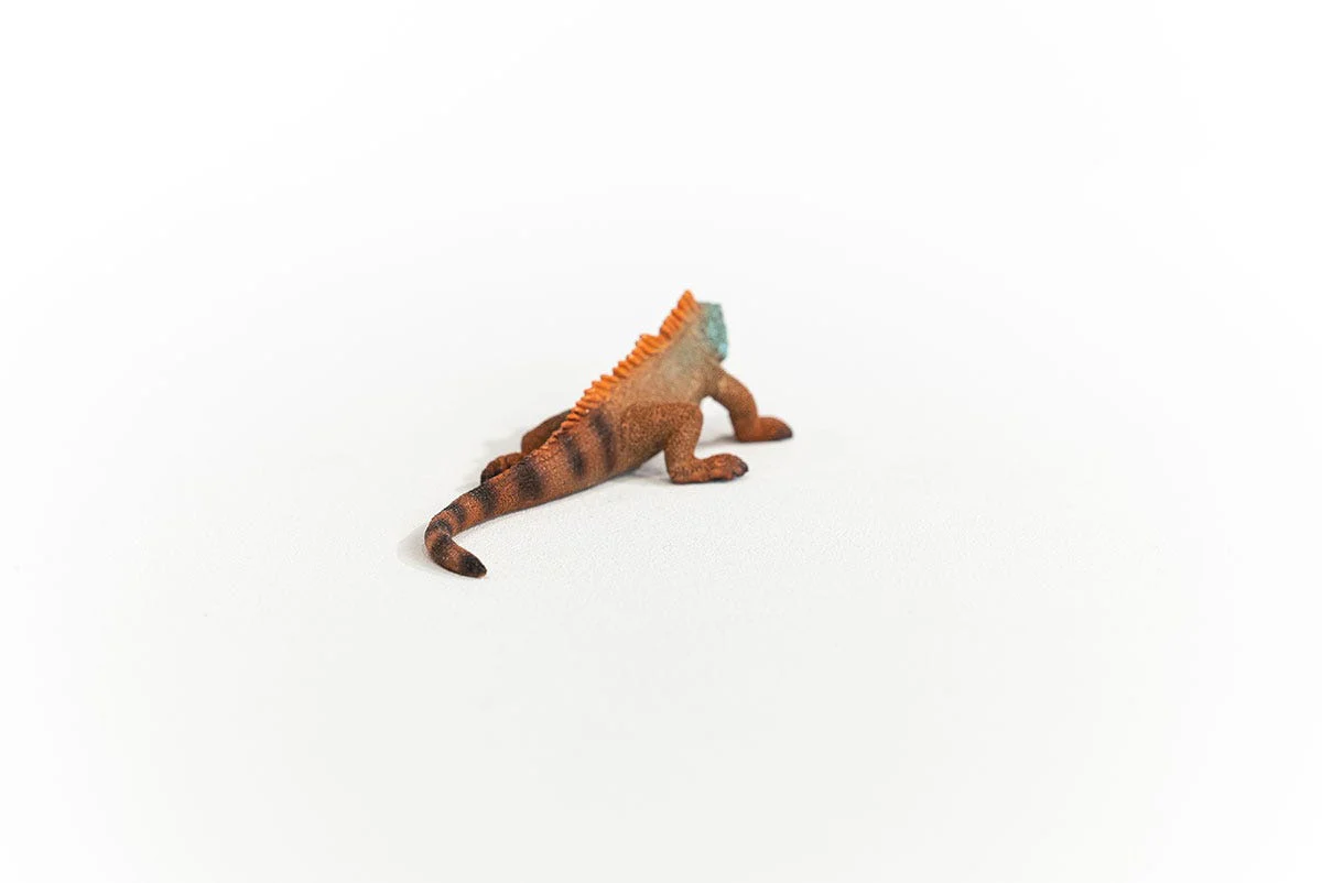 Leguan - Image 5