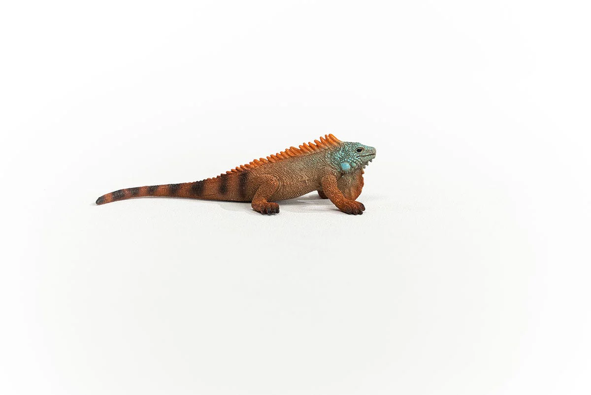 Leguan - Image 6