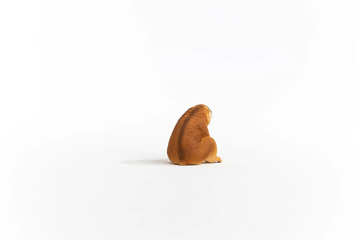 Plumplori - Image 5