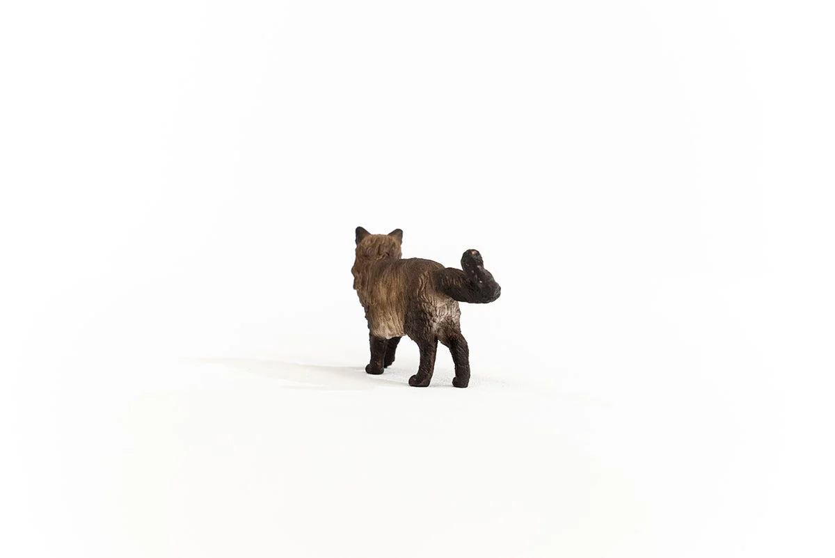 Ragdoll Katze - Image 3