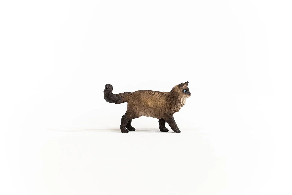Ragdoll Katze - Image 4