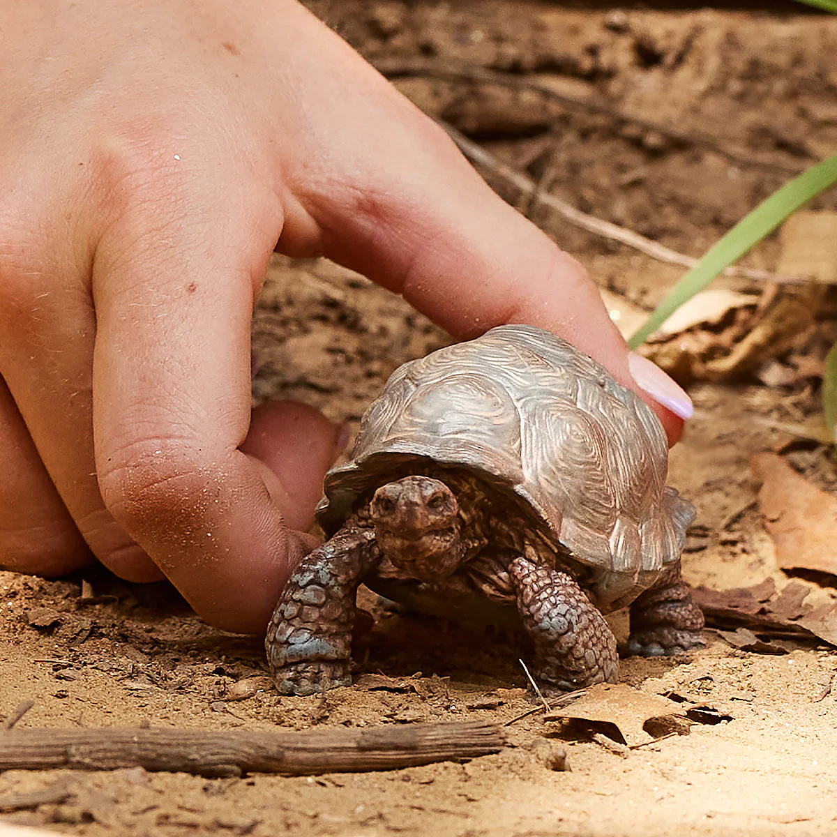 Riesenschildkröte - Image 2