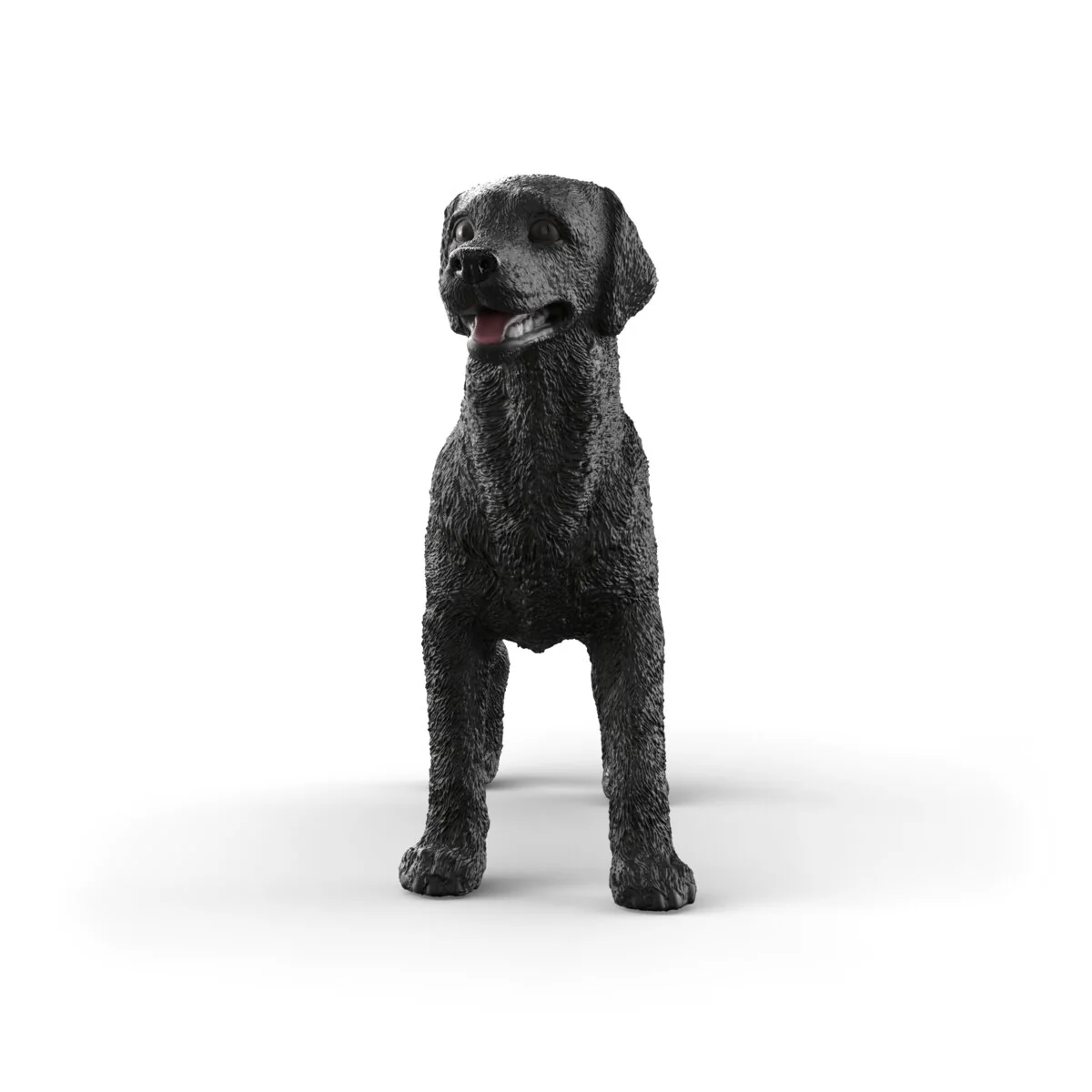 Schwarze Labrador Retriever Hündin - Image 3