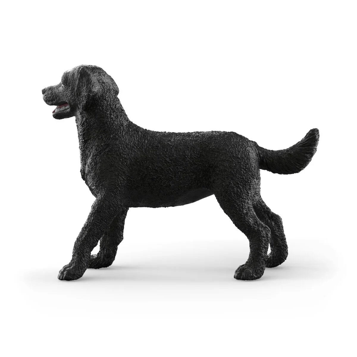 Schwarze Labrador Retriever Hündin - Image 4