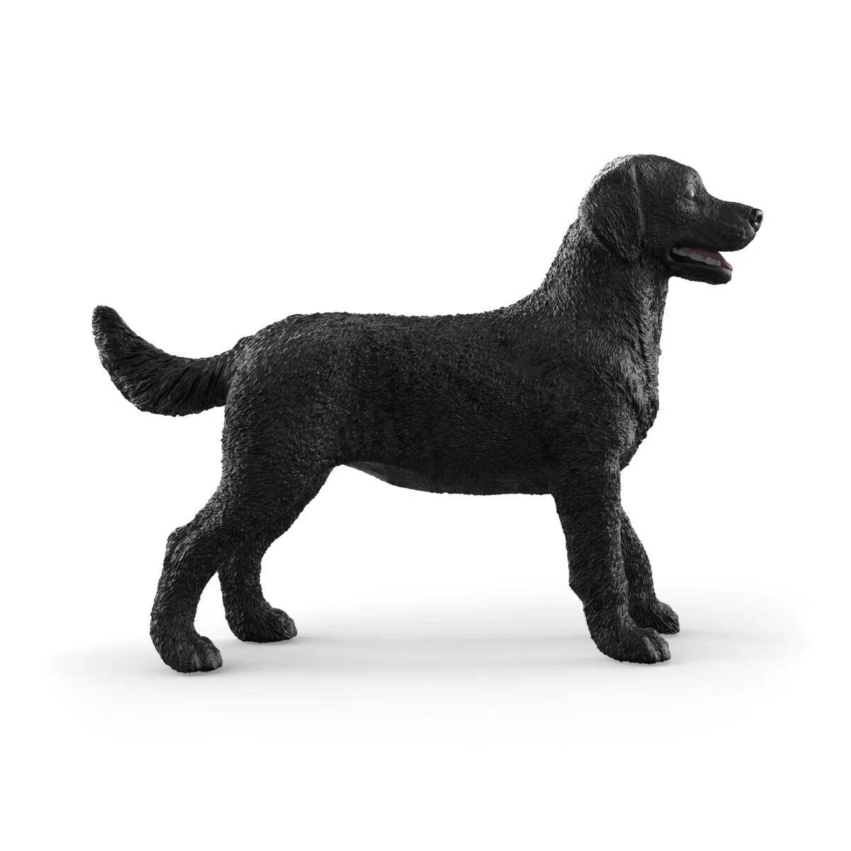 Schwarze Labrador Retriever Hündin - Image 5