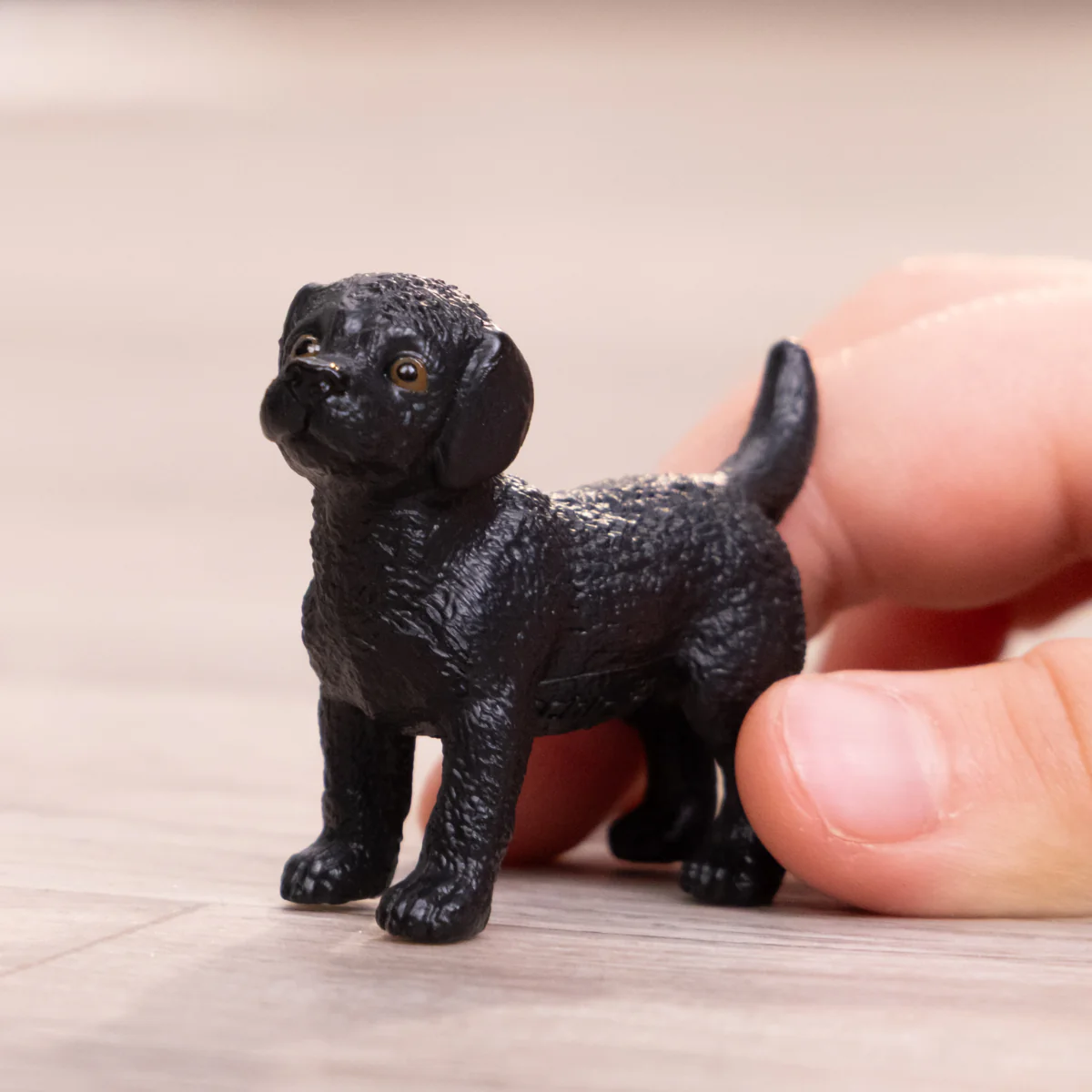 Schwarzer Labrador Retriever Welpe - Image 2