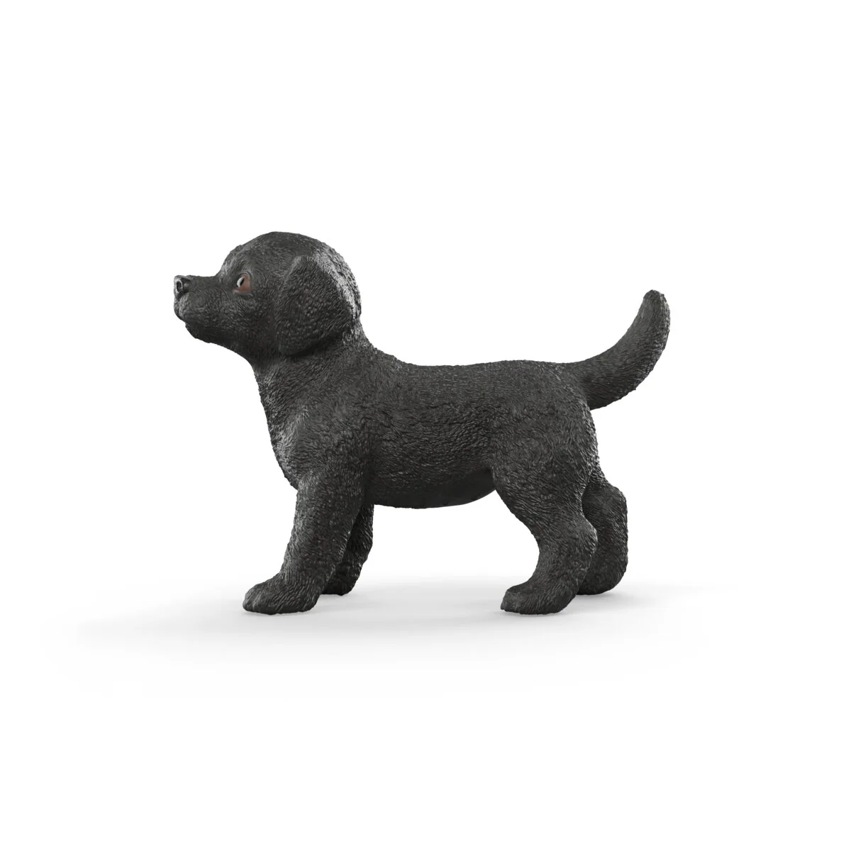 Schwarzer Labrador Retriever Welpe - Image 3