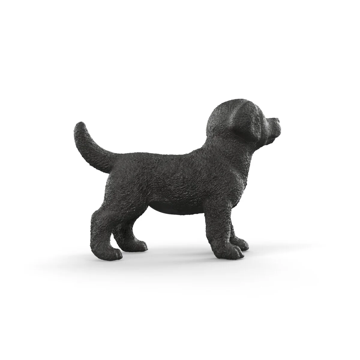 Schwarzer Labrador Retriever Welpe - Image 4
