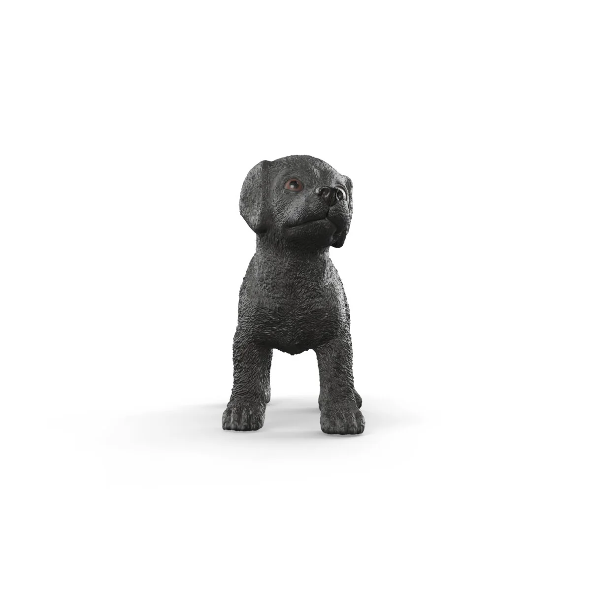 Schwarzer Labrador Retriever Welpe - Image 6