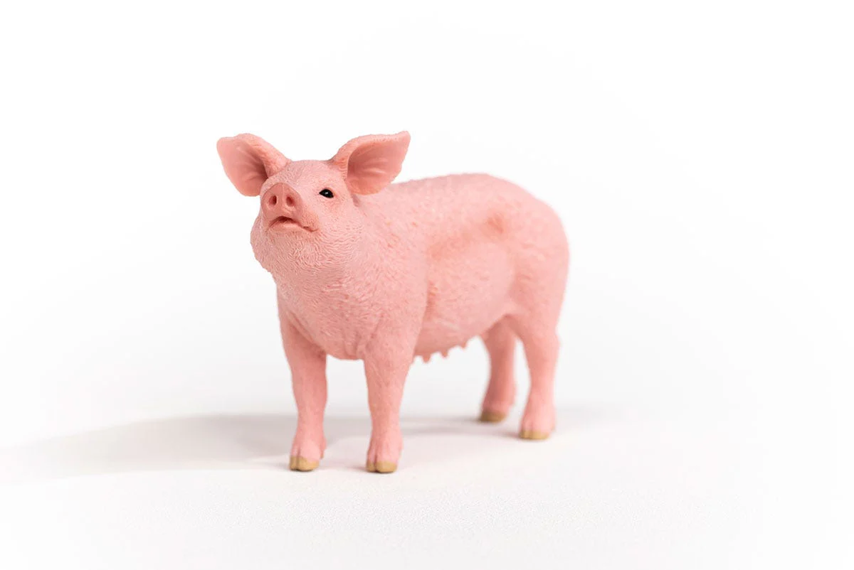 Schwein - Image 2