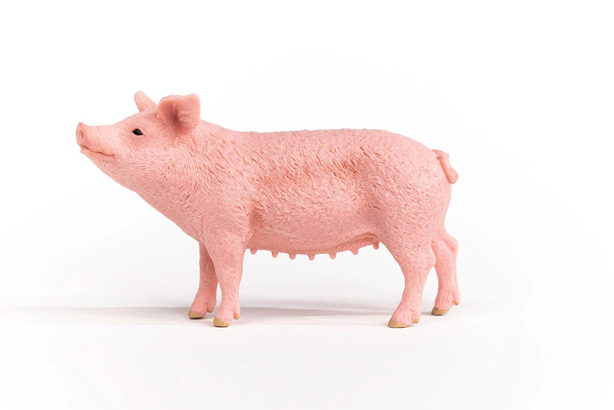 Schwein - Image 3