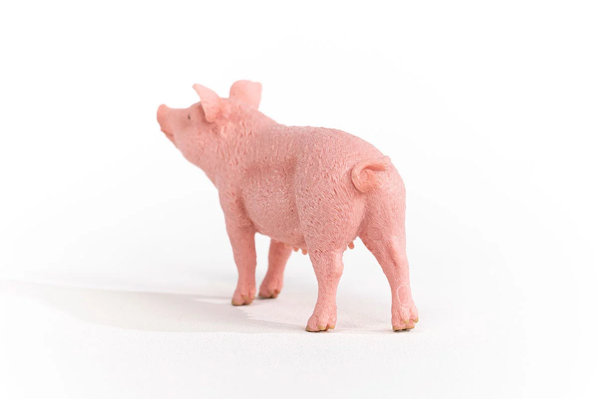 Schwein - Image 4