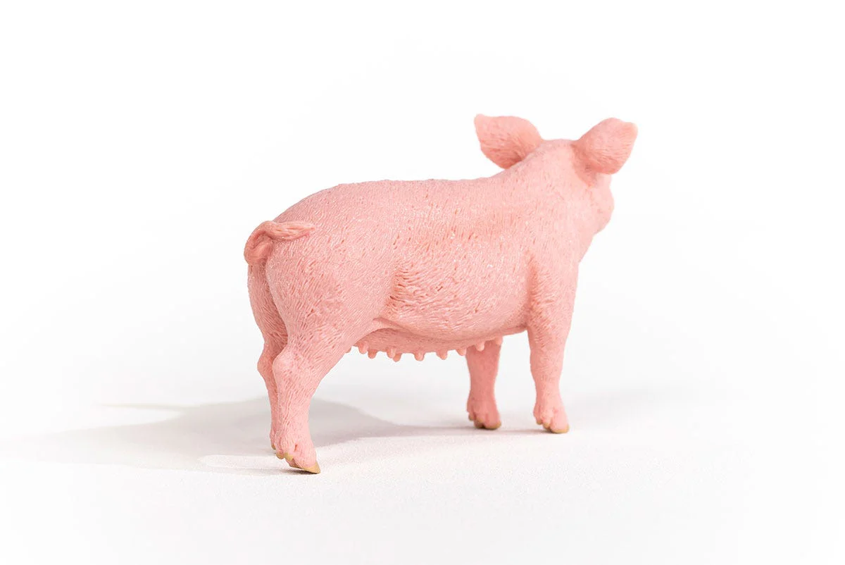 Schwein - Image 5