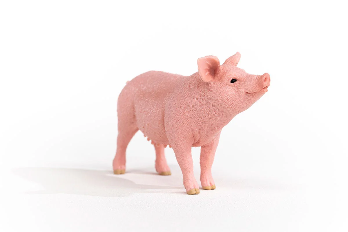 Schwein - Image 6