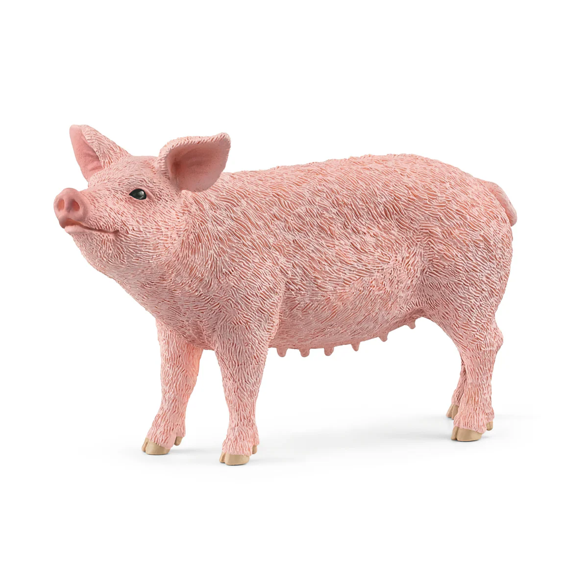 Schwein (Bundle)