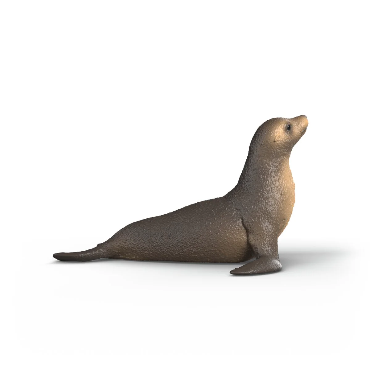 Seelöwe - Image 4