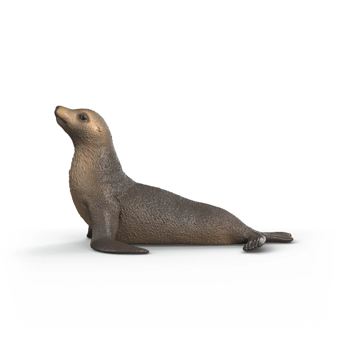 Seelöwe - Image 5