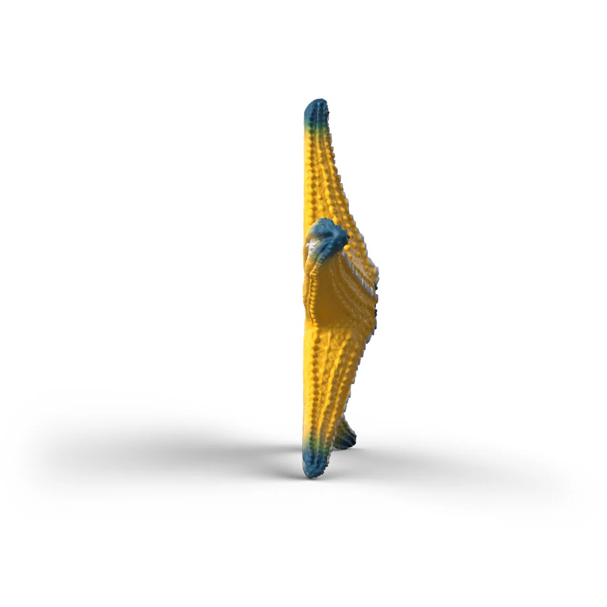 Seestern mit Farbwechsel - Image 4