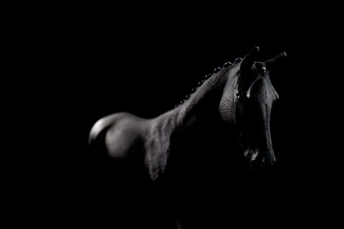 Sonata, Trakehner Stute 1:12 - Image 7