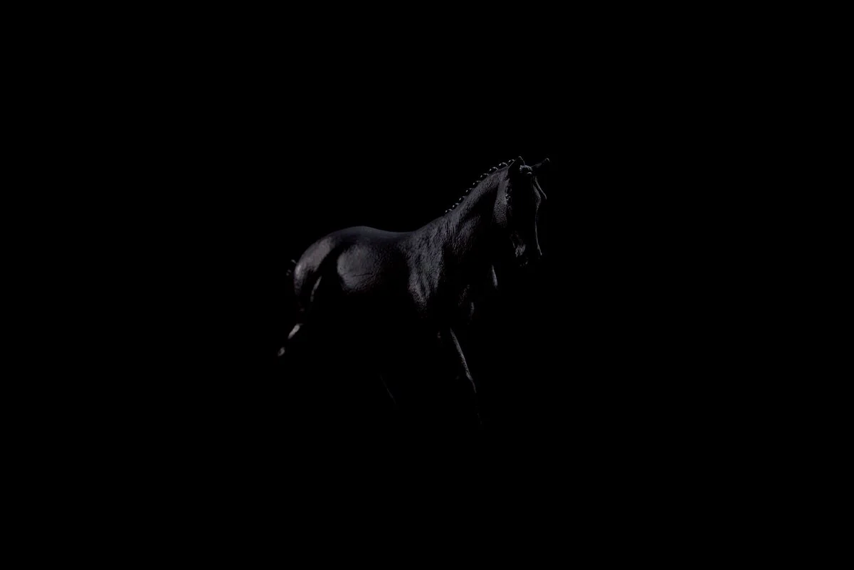 Sonata, Trakehner Stute 1:12 - Image 9