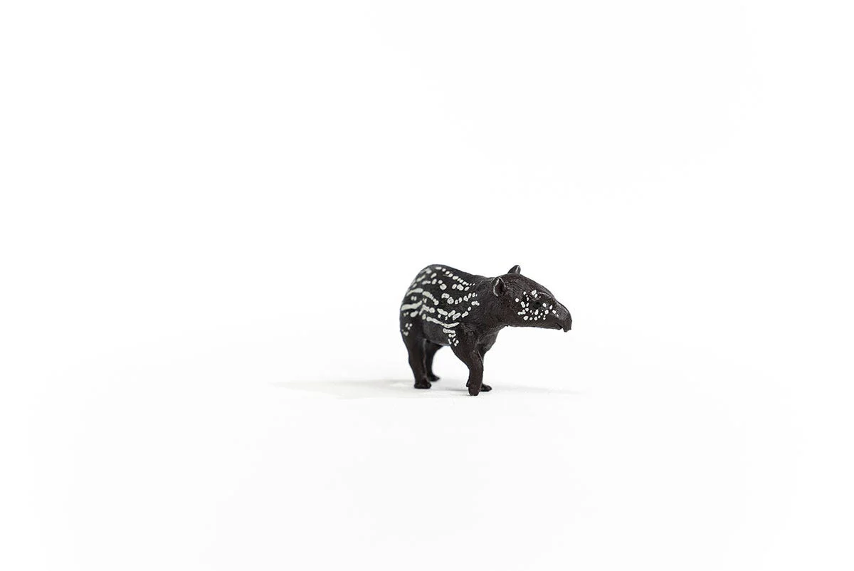 Tapir Junges - Image 5