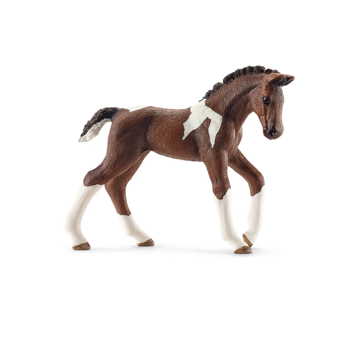 Trakehner Fohlen