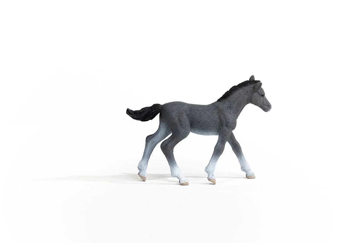 Trakehner Fohlen - Image 2