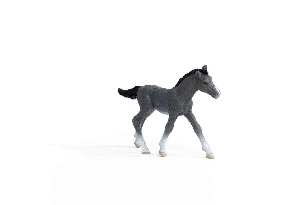 Trakehner Fohlen - Image 3