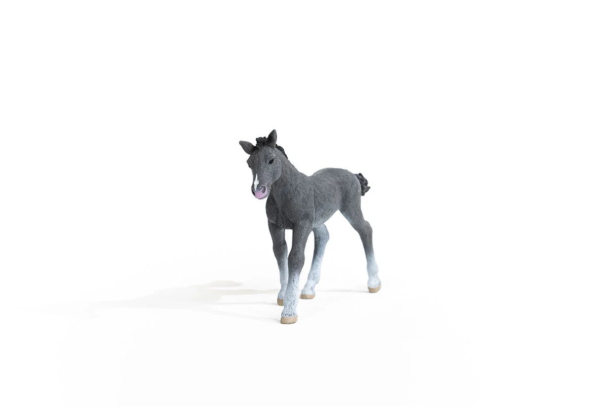 Trakehner Fohlen - Image 6