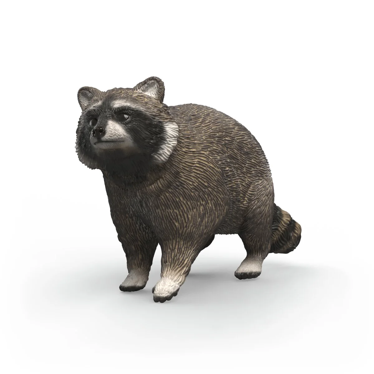 Waschbär