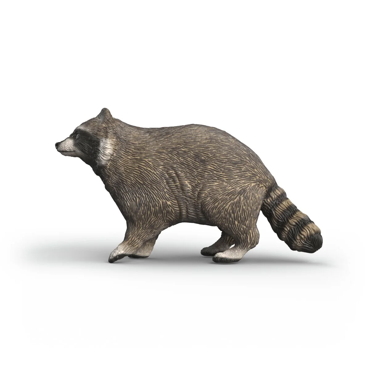 Waschbär - Image 3